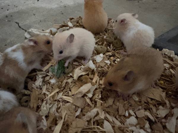 Adorable baby hamsters576667678755399683
