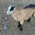 Male goats 2 thumbnail