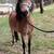 Mini Mare 7 thumbnail