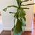 Fiddle Leaf Fig 2 thumbnail