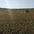 Grass Hay 1 thumbnail