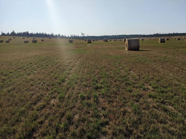 Grass Hay 1