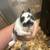 Mini Rex Rabbits 3 thumbnail