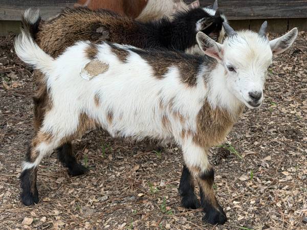 2 goat bucks 1
