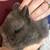Netherland dwarfs 4 thumbnail