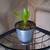 5 Assorted Houseplants 7 thumbnail