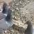 Homing pigeons 2 thumbnail