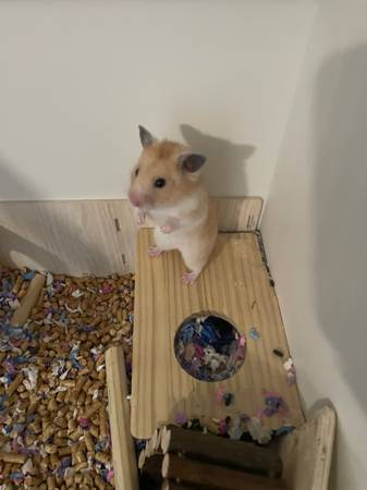 Male hamster603360171771176964