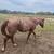 4 year old Roan 2 thumbnail