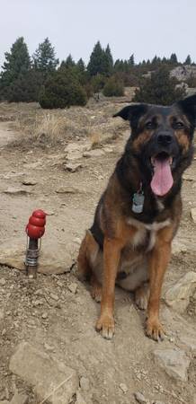 Lost Dog 1