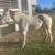 Quarter Horse for sale 2 thumbnail