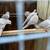Group of 14 Ringneck Doves plus 7'x4'x7' AVIARY dove 10 thumbnail