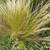 Decorative grass 2 thumbnail