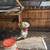Lavender Orpington Rooster 3 thumbnail