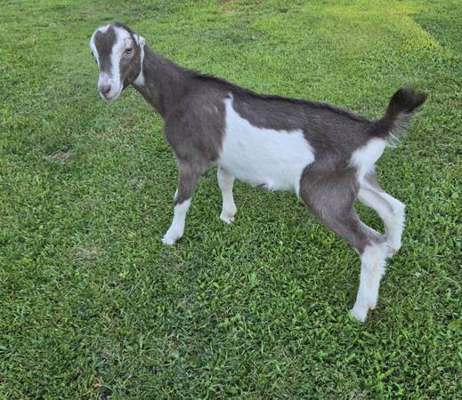 Lamancha ADGA Goat Buckling 1