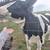 Holstein heifer 1 thumbnail