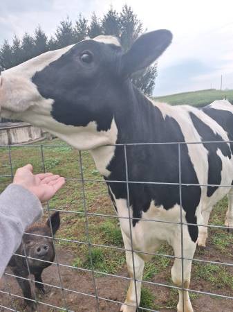 Holstein heifer 1