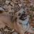 Dog adoption 6 thumbnail