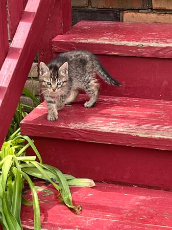 Adorable kittens 1