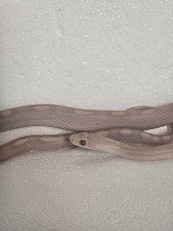 Snakes and racks 1