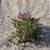 Landscaping services (next level quality) - Many other services also 14 thumbnail