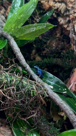 reptiles586903773345239041