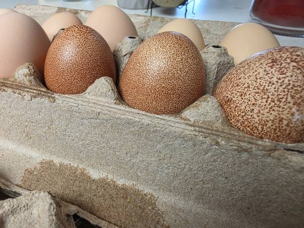 Fresh Eggs! 1