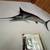 Blue Marlin mounted 4 thumbnail