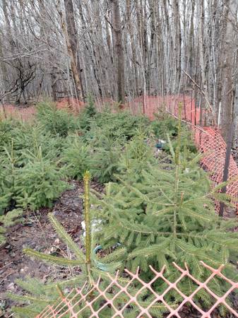 Norway spruce 1