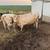 18 Bred Angus Cows 6 thumbnail