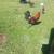 Game chickens 10 thumbnail