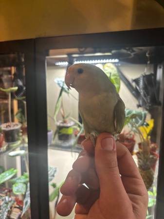 Lovebirds (birds) (Carbondale)63688376234755122