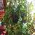 House plant's 2 thumbnail
