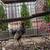 Silver Seabright bantams 7 thumbnail