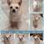 Amazing Rescue Dogs !! 14 thumbnail