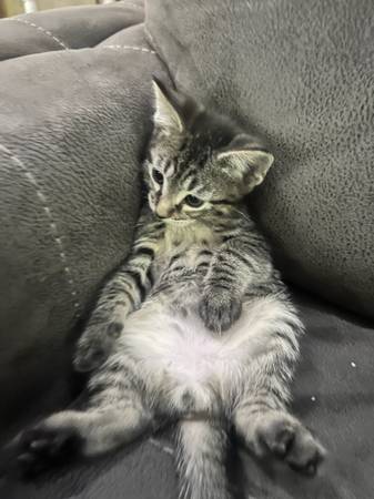 8 week old kittens 1