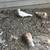 Doves 1 thumbnail