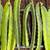 Rooted Dragon Fruit plants 200 Varieties starting from $30  Pick in Fa 12 thumbnail