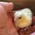 4 serama chicks 2 thumbnail