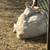Saanen wether goat 1 thumbnail