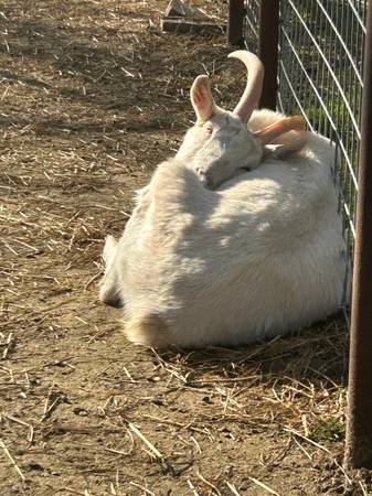 Saanen wether goat 1