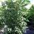 Tropical Hedges Plants (for Privacy) Podocarpus starting at : 13 thumbnail