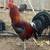 Col Givens Hatch roosters/ hens 1 thumbnail