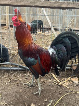 Col Givens Hatch roosters/ hens 1