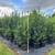 privacy hedge Plants 1 thumbnail