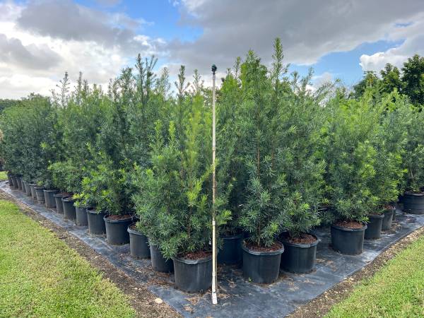 privacy hedge Plants 1