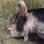 Young Kune Kune Piggy 7 thumbnail