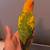 Sun conure 3 thumbnail