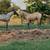 Ranch hand ranch maintenance 4 thumbnail