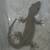 Geckos 3 thumbnail